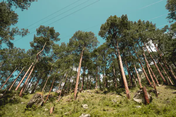 Deodars up the slope