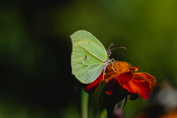 Brimstone on a marigold