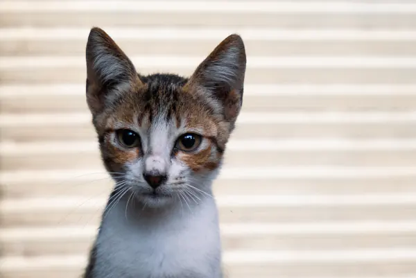 Kitten against the slats