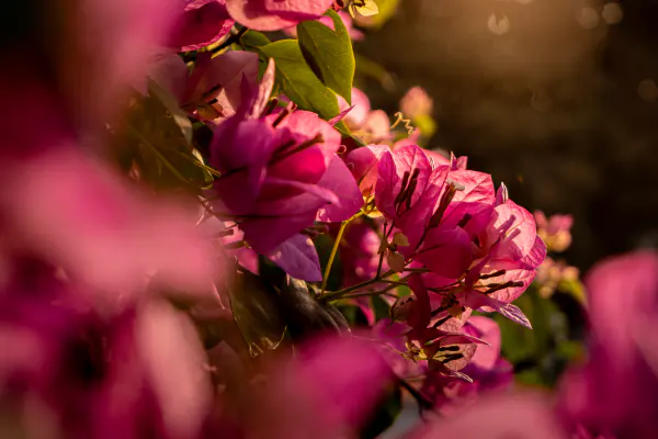 Bougainvillea, backlit