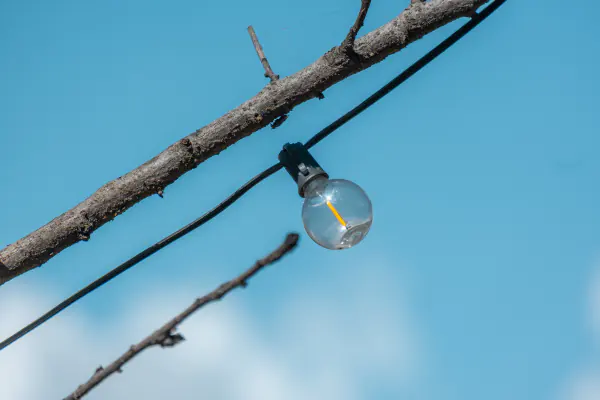 One bulb, one branch